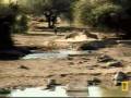 Warthogs sparring