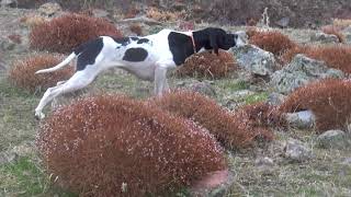 download erzurum keklik avlarim ultimate target ardy in hd mp4 3gp codedfilm