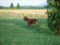 video Cocker Spaniel Pipililu