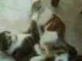 Gatti in lite