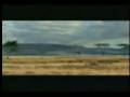 videos de Dumb gazzel