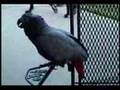 Burp - Dayle the African Grey