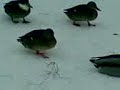 snaw ducks snaw ducks