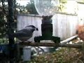 The Chickadees The Chickadees