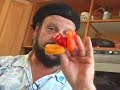 The Hippy Gourmet TV Show