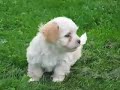 Bichon Havanese Bichon Havanese