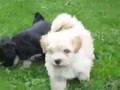 Bichon Havanese