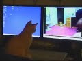 Re: Kitties at Play