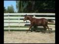 08 AQHA Absolute Invesment filly for sale