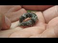 Гусеница защитная реакция