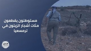 مستوطنون يقطعون مئات أشجار الزيتون في ترمسعيا