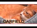videos de Cattery Commercial #4