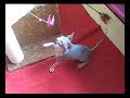 Sphynx - Muty II. Sphynx - Muty II.