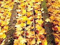 Shakuhachi Sunrise music for relaxation & meditation