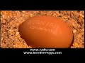 National Agricultural Report - Radlo Foods - Organic Eggs