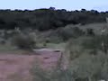 Yamaha YFZ350 en accion