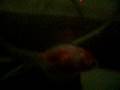 videos de Cual Zappin cerdo chivato...Parte 1