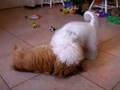 Smores Dogs - Part 5