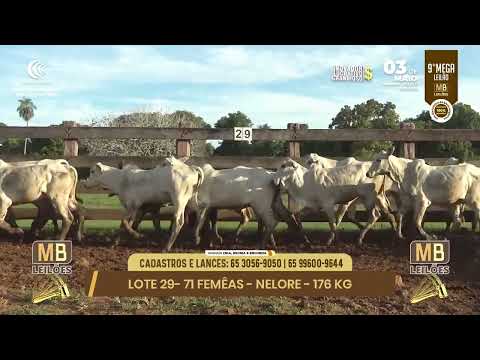 9� MEGA LEIL�O DA MB LEIL�ES