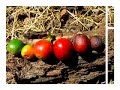 Improving Coffee Quality One Training At A Time