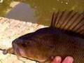 Today's target: Zander and Perch