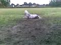 Joyce op de wei :]