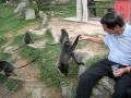 videos de Feeding monkeys at Bukit Malawati, Malaysia