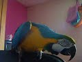 Bunson Dancing (Blue And Gold Macaw Parrot)