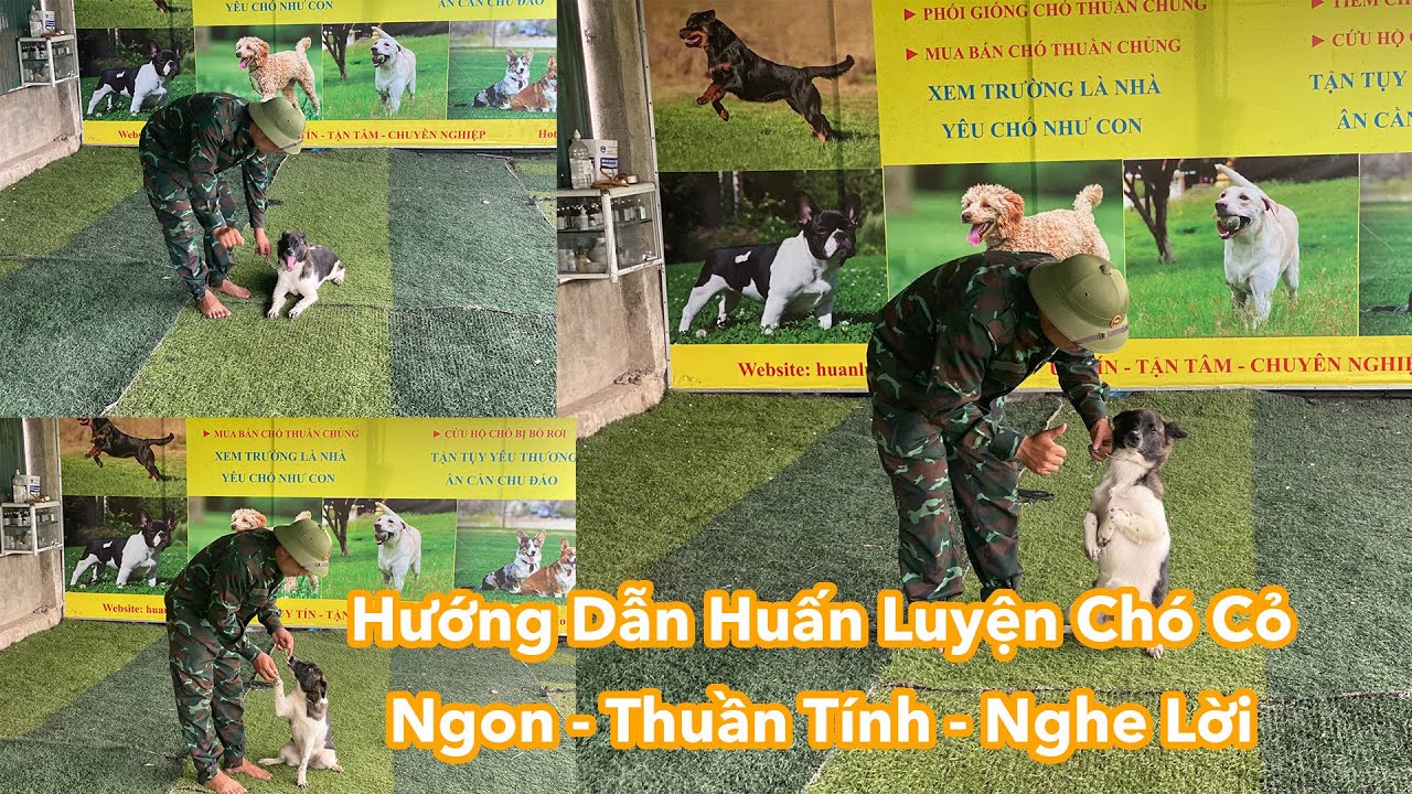 Huấn Luyện Mọi Loại Cún - Video Hướng Dẫn Huấn Luyện Chó Cỏ Ngoan - Thuần Tính