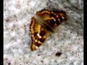 Beautiful Butterfly