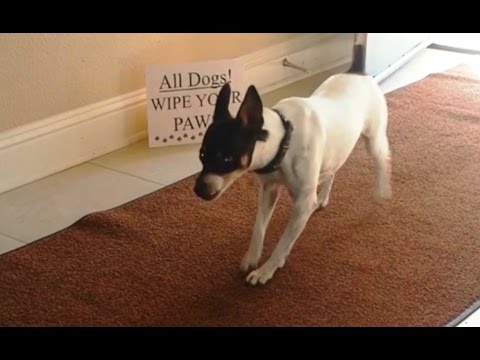 Cães a limpar as patas antes de entrar