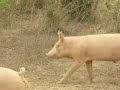 Polyface Pigs Polyface Pigs