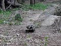 rc-battle-tanque-m1a2.html