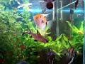 Meu aquário plantado com 1 Pangassius, 1 Bala Shark, 10 Mato Grosso, 3 Tetra Negro, 2 tetra Rosa, 4 Peixe Vidro Indiano, 4 Acarás Bandeiras, 1 Comedor de Algas Chinês, 1 Comedor de Algas Flying Fox, 1 Molinésia Macho e 1 Cascudo Abacaxi. 