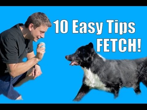 how to train fetch