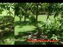 PN Comen Mangos Bajitos