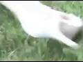 Caida de borracha arruina una boda