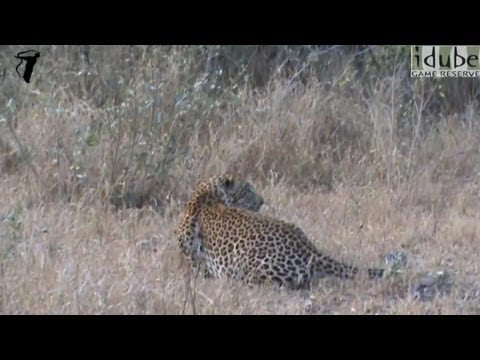 male leopard