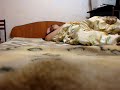 Нехрен спать в 3 часа ночи :DDD Смотреть до конца! ;DDD