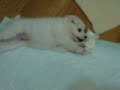 my dog2