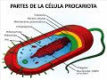 TRATA SOBRE LAS PARTES DE LA CÉLULA PROCARIOTA, DIVERSIDAD BIOQUÍMICA, METABÓLICA Y EVOLUCIÓN. REALIZADO POR  JUANA GONZALEZ ESTEBAN, MANTTO. COMPUTO Y SISTEMAS DE CONTROL DIGITAL 6204 D1.