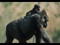 singes