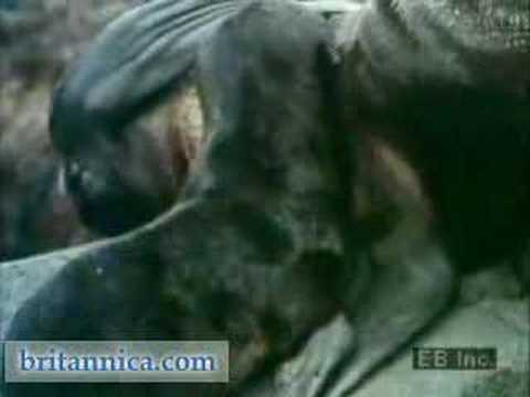 Northern Fur Seals with Pups ...