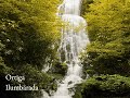 Ortiga - Ilumbarada