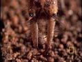 Antlion\ Antlion\