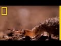 Antlion's Deathtrap