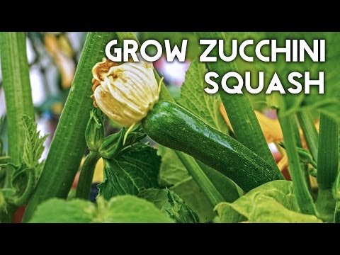 how to fertilize squash blossoms