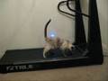 Running-Kitties-Lets