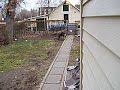 2 dogs playing