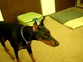 Doberman attacking Chihuahua